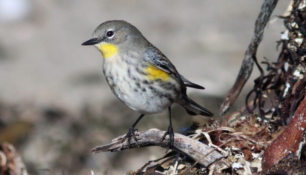 symbolic finch meanings