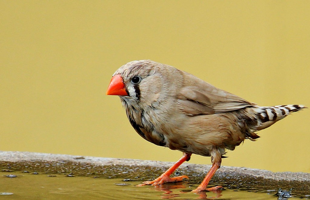 symbolic finch meaning