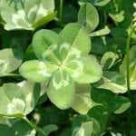 five leaf clover meaning