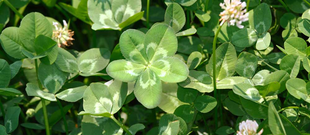 five leaf clover meaning