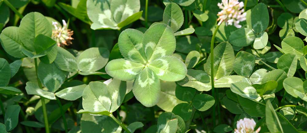 Five Leaf Clover Meaning