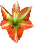 amaryllis flower meanings