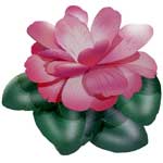 camellia flower meanings