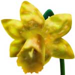 daffodil flower meanings