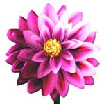 dahlia flower meanings