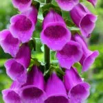 flower meanings of the foxglove
