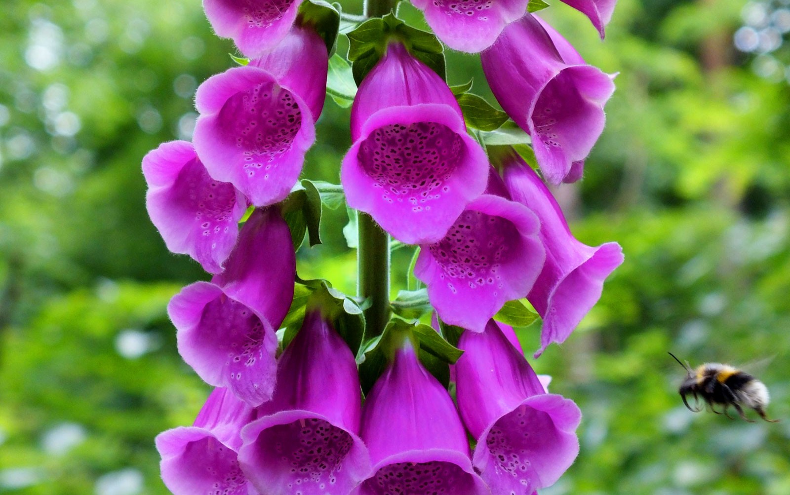 flower meanings of the foxglove