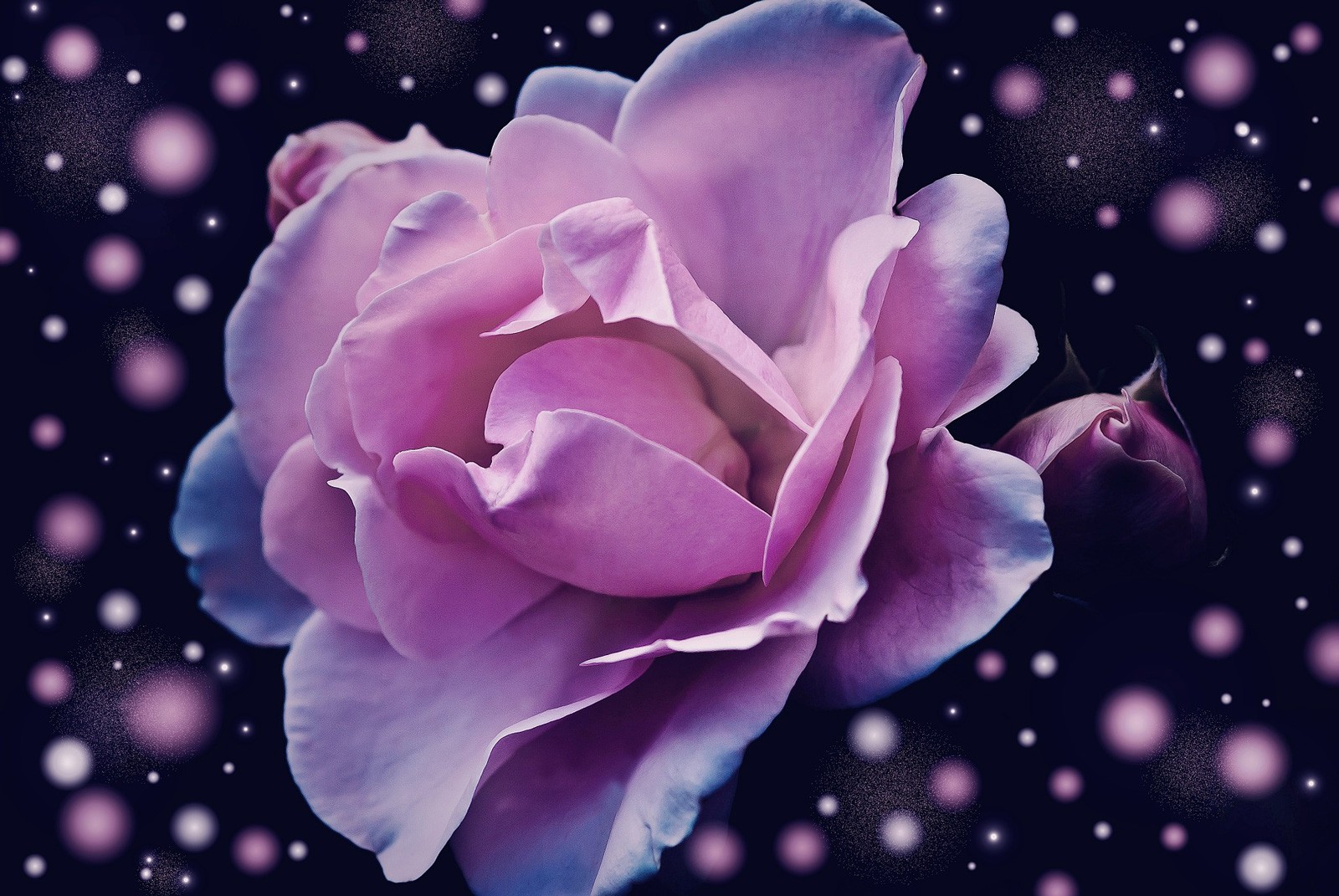 flowers for dreams flowers for dreams