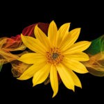flower meanings in dreams