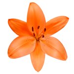 lily flower meanings