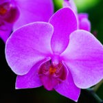 Flower meanings and orchid meanings