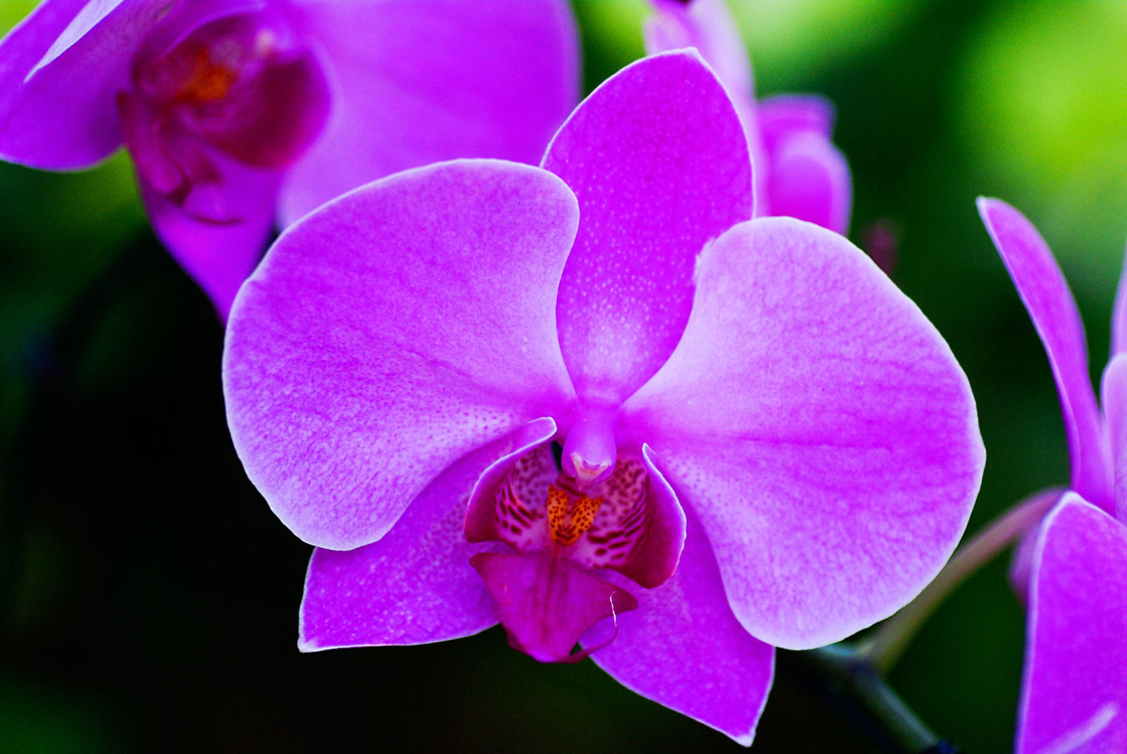 Flower Meanings Orchid