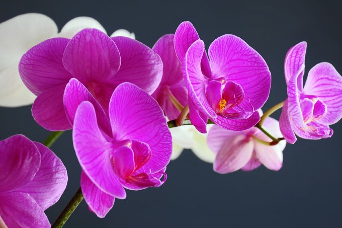 flower meanings of the orchid