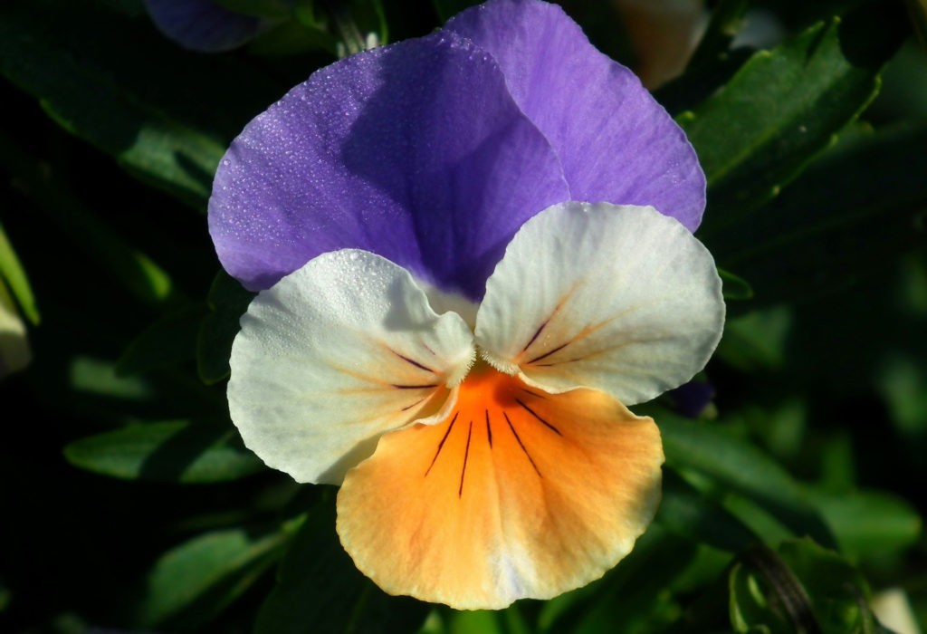 pansy flower meanings