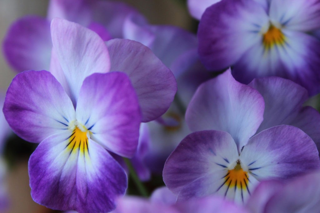 pansy flower meanings