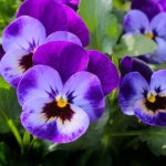 pansy flower meanings