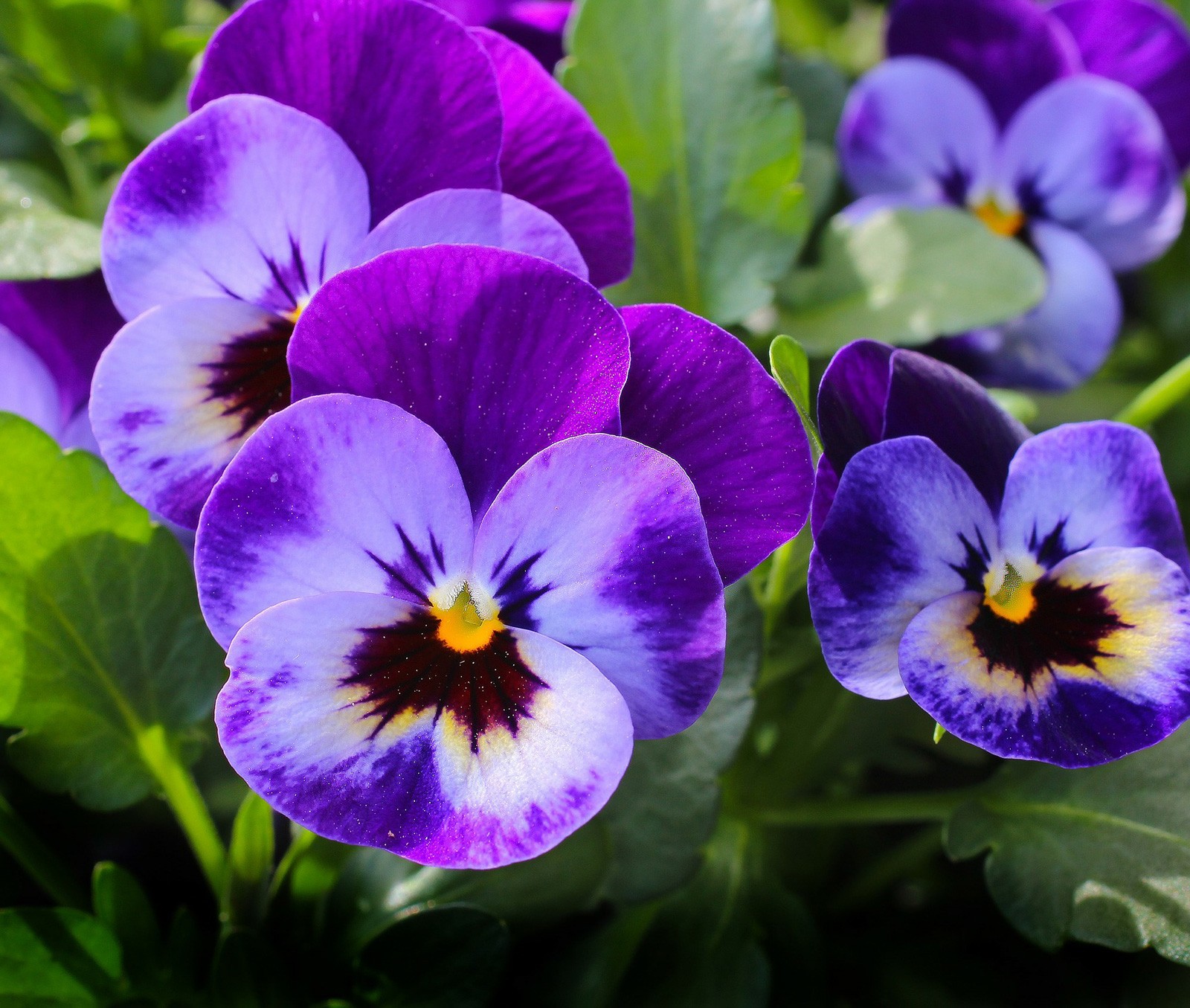 Flower Meanings Pansy