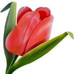 tulip flower meanings