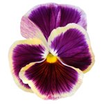 pansy flower meanings