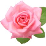 rose flower meanings and rose symbolism