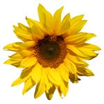 sunflower meanings