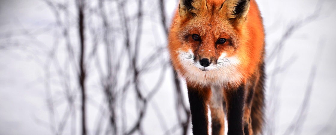 fox animal symbolism and fox totem meanings
