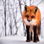 fox animal symbolism and fox totem meanings