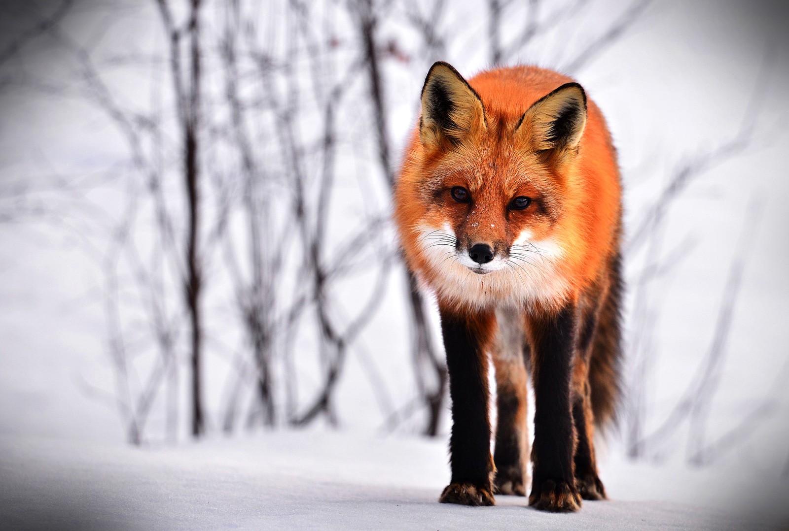 Fox Animal Symbolism | Symbolic Fox Thoughts | Fox Totem Meanings | by Avia  on Whats-Your-Sign