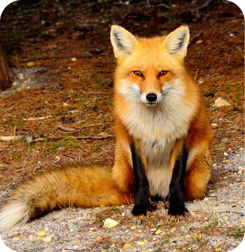 FoxAnimalSymbolismRedFox.jpg