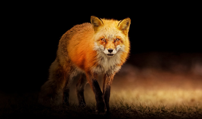 Symbolic Fox Meaning