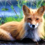 Fox tattoo ideas and fox meanings