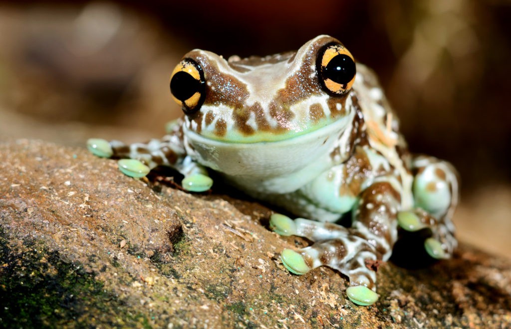 Frog Meaning in Myth and Lore | Frog Guidance and Wisdom | by Avia on  