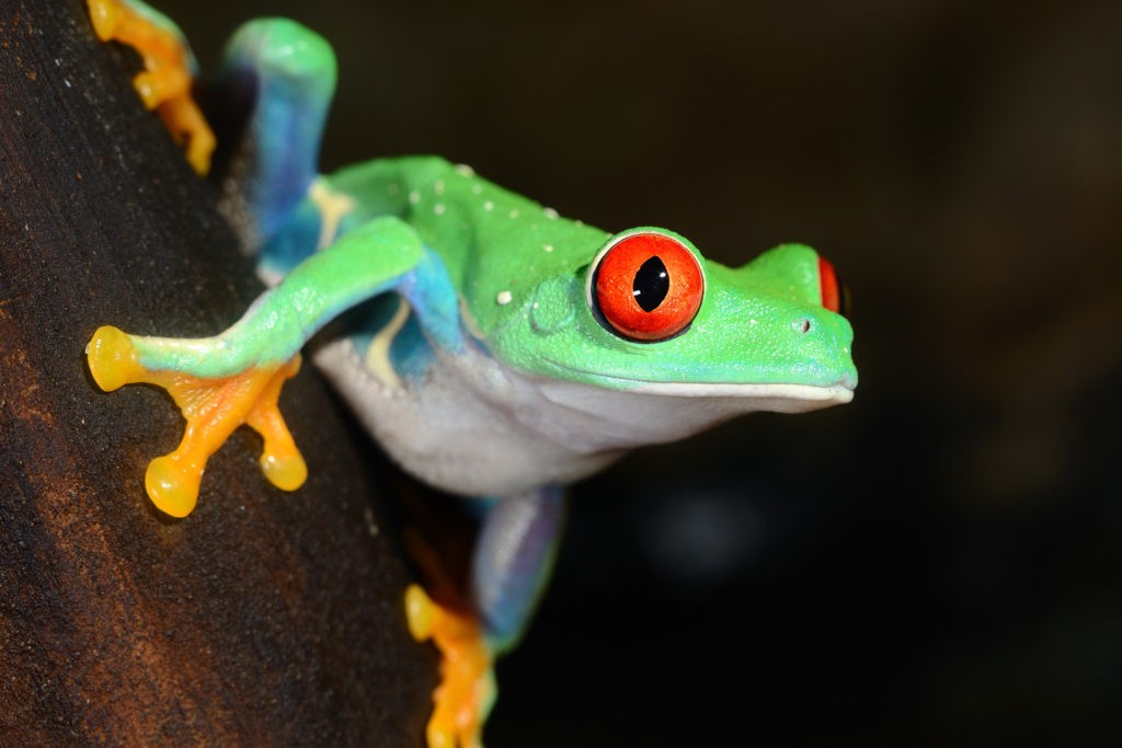 frog symbolism and frog tattoo ideas