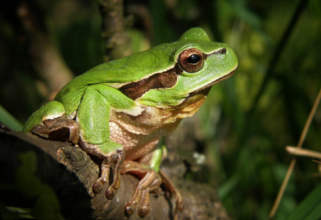 frog tattoo meanings and frog symbolism