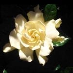 flower meanings and gardenia meaning