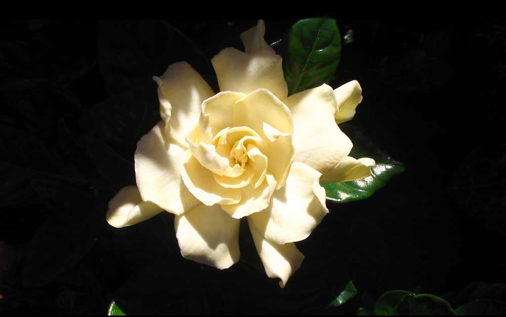 flower meanings and gardenia meaning