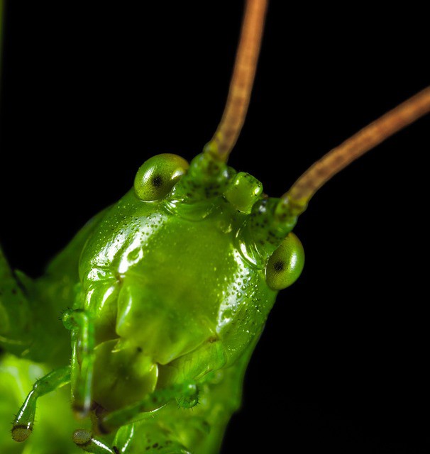 grasshopper totem meanings