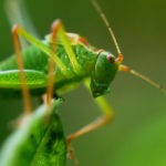 grasshopper totem and grasshopper meaning