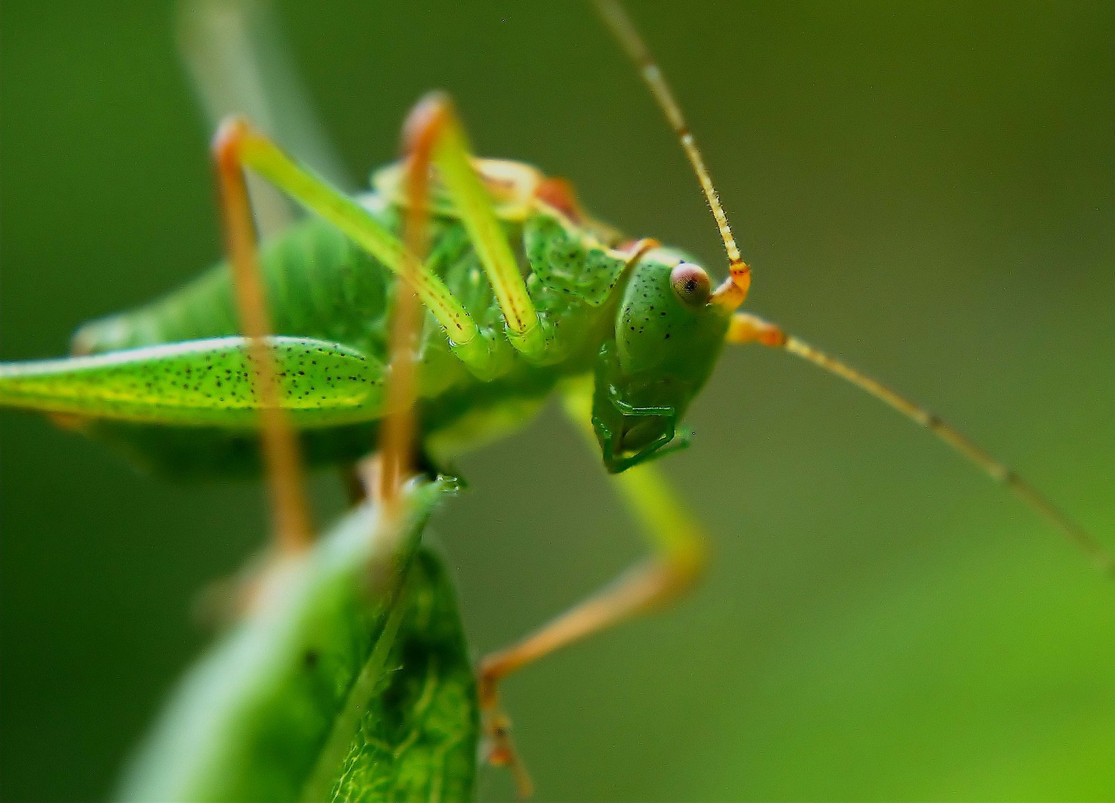 Grasshopper Totem and Symbolism