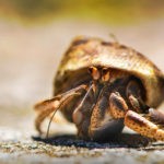 hermit crab meaning