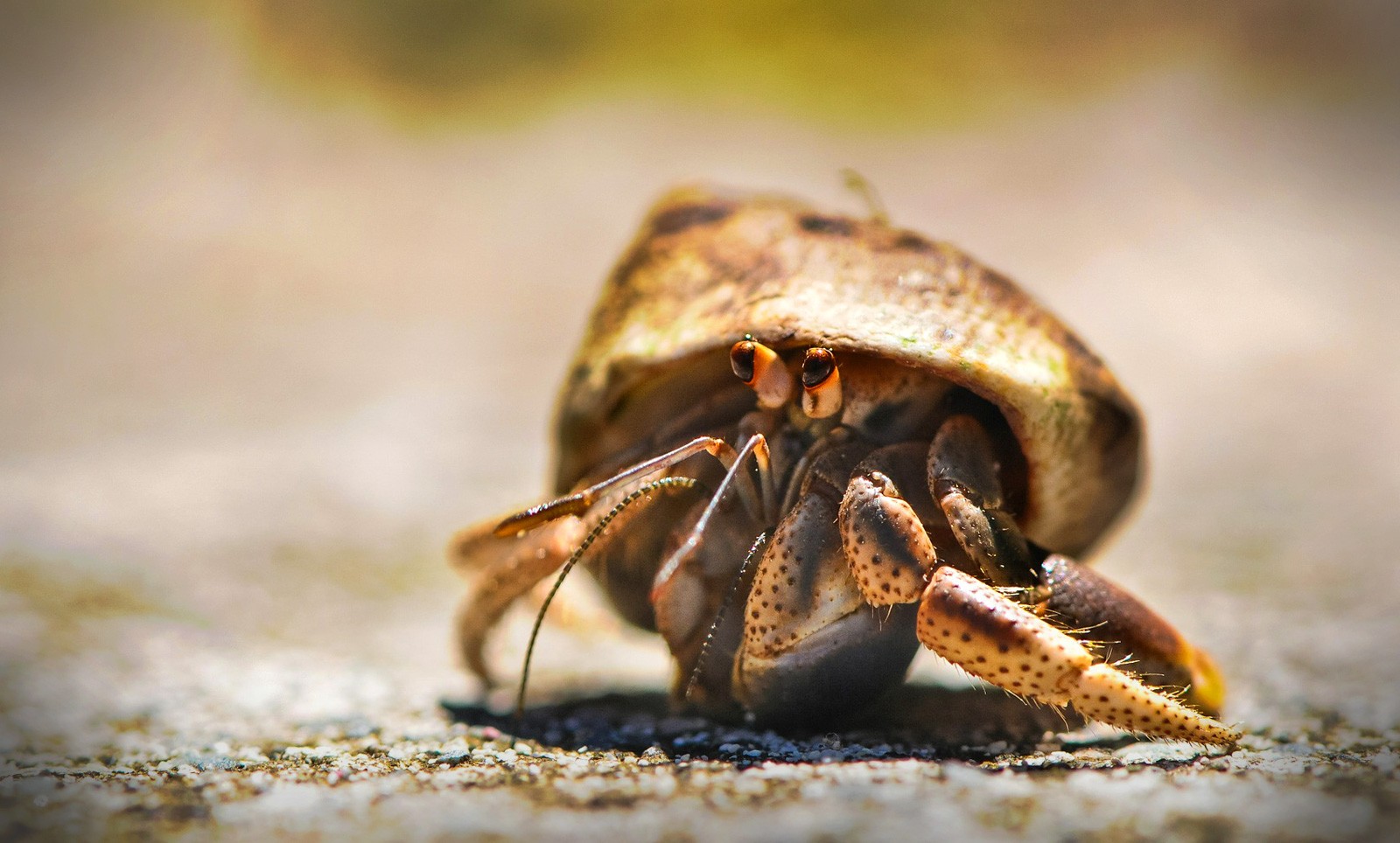 Hermit Crab Meaning