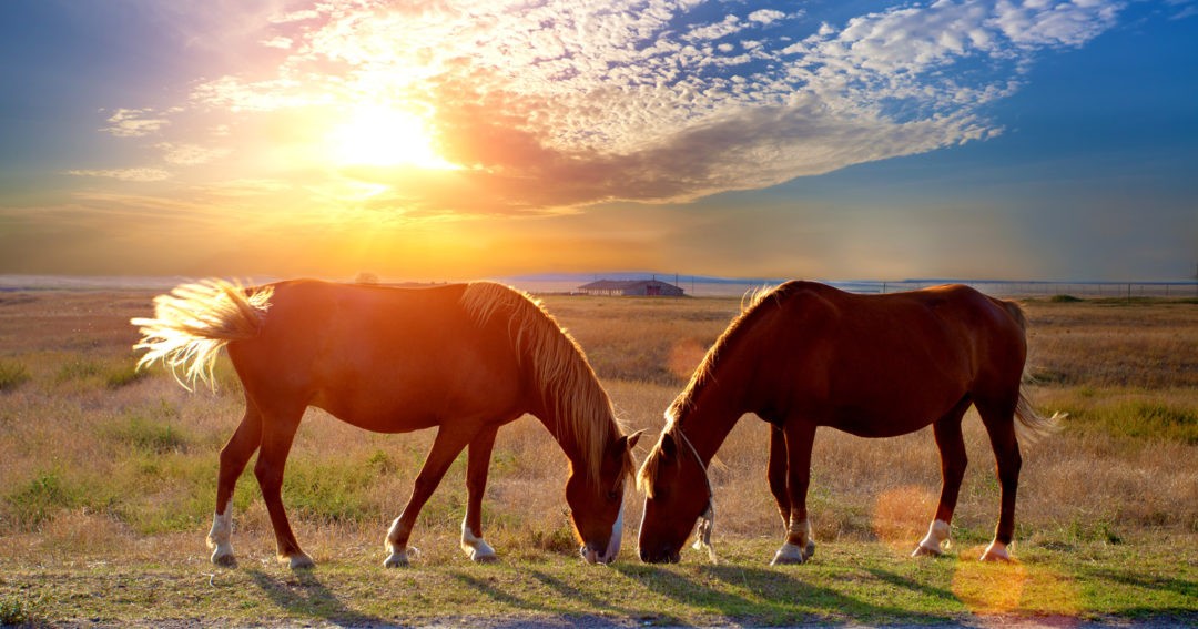 Horse Symbol Meanings and Horse Totem Symbolism on WhatsYourSign