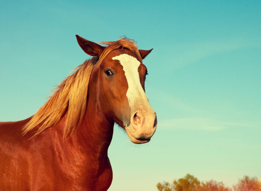 horse meaning and horse symbolism