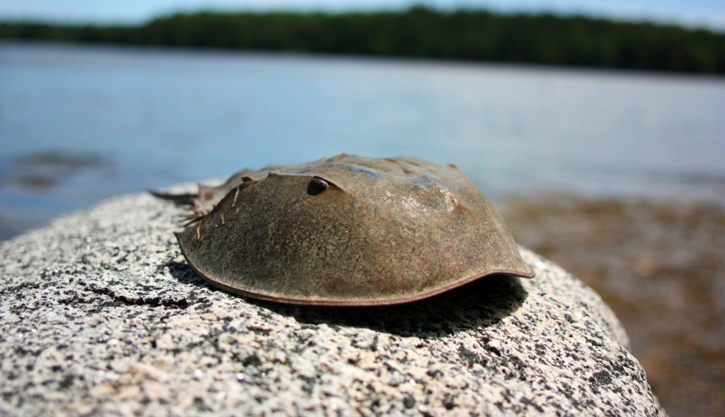 horseshoe crab meaning