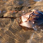 horseshoe crab meaning