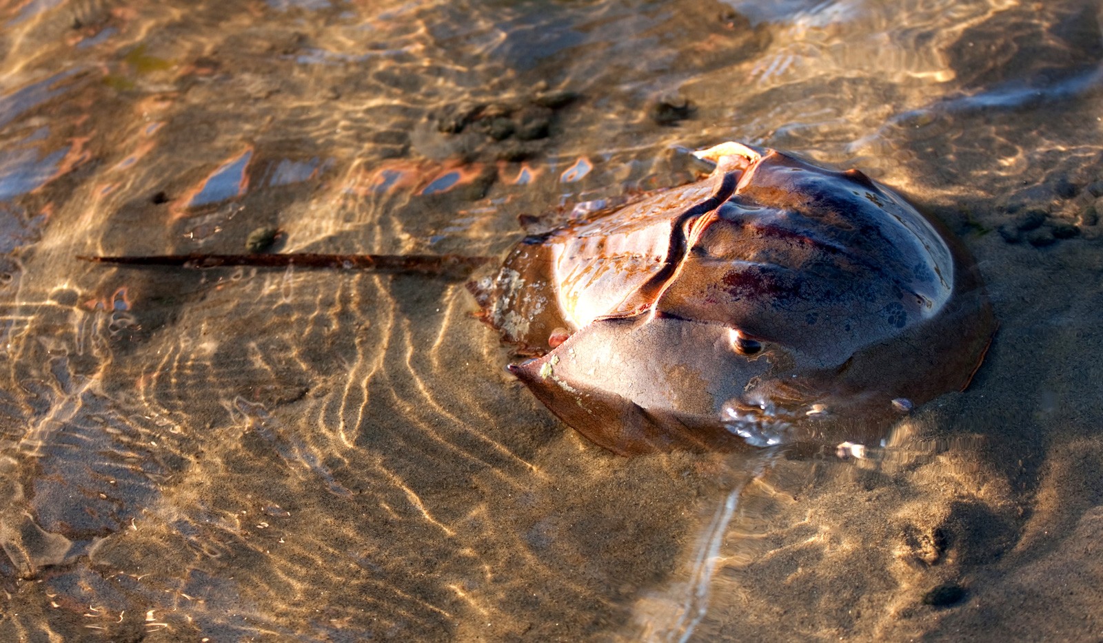 Horseshoe Crab Meaning