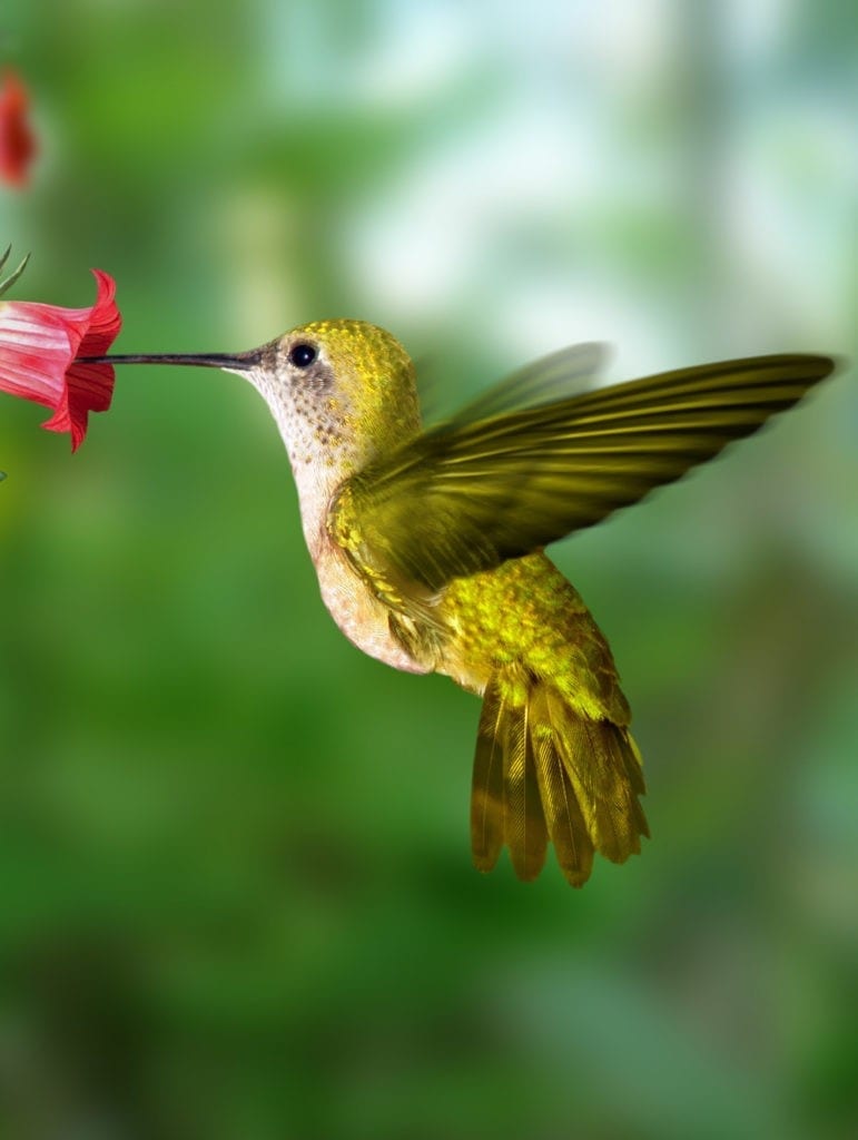 hummingbird totem hummingbird meaning