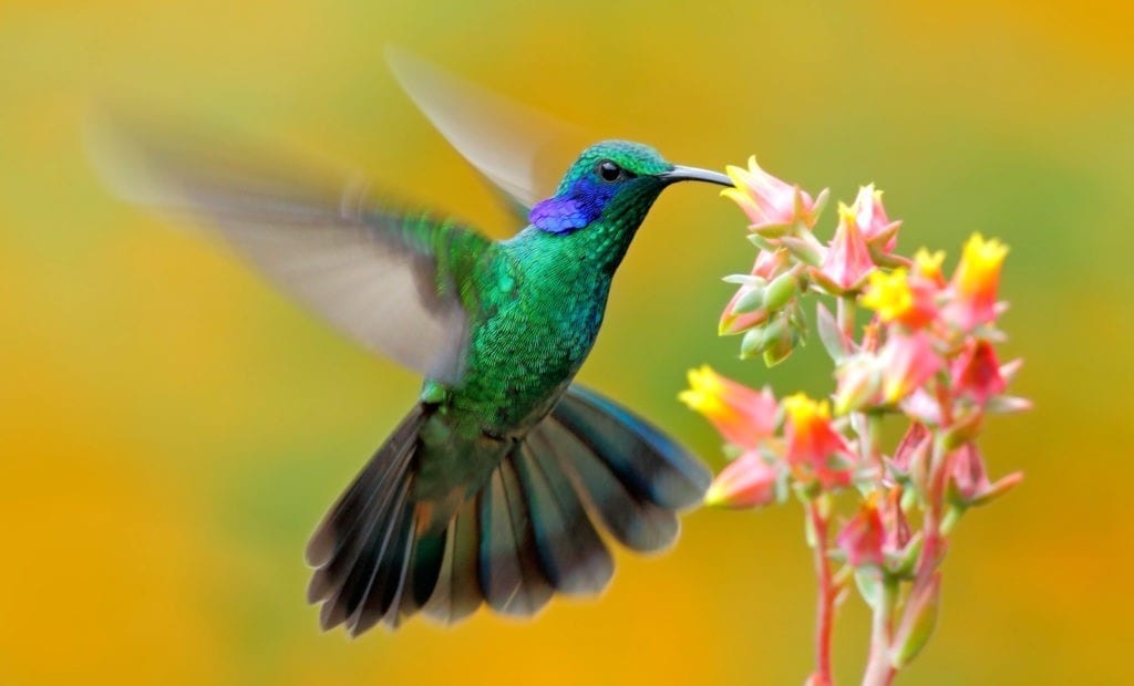 symbolic hummingbird facts