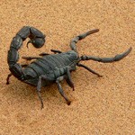 scorpion meaning