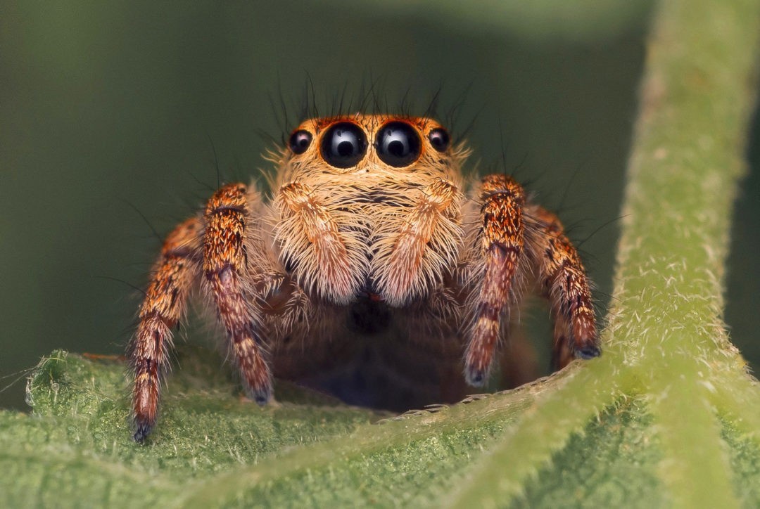 spider-symbol-meaning-spinning-spider-symbolism-on-whats-your-sign